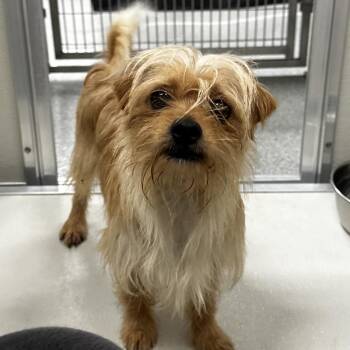 Bambi -  Terrier Dog for Adoption in Oak Brook, Illinois - Bambi | PetCurious