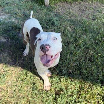 Landon -  Mixed Breed Dog for Adoption in Dickinson, Texas - Landon | PetCurious