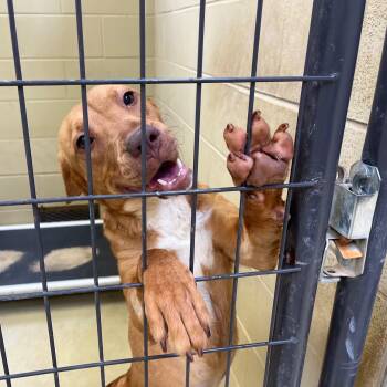 Labrador Retriever Dogs Available for Adoption - Sangria | PetCurious