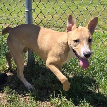 Calvin -  Mixed Breed Dog for Adoption in Norman, Oklahoma - Calvin | PetCurious
