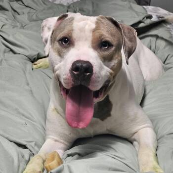 Jaxon -  American Staffordshire Terrier and Mixed Breed Dog for Adoption in Rochester, Minnesota - Jaxon | PetCurious