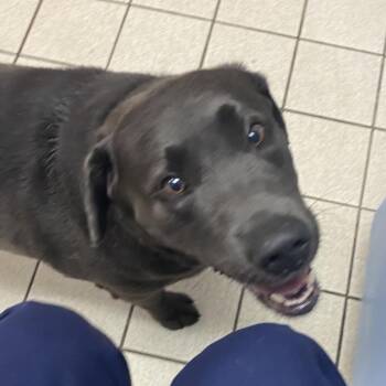 Seal -  Mixed Breed Dog for Adoption in Charleston, West Virginia - Seal | PetCurious