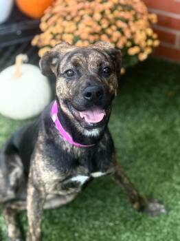 Remy -  Plott Hound and Mixed Breed Dog for Adoption in Oxford, Michigan - Remy | PetCurious