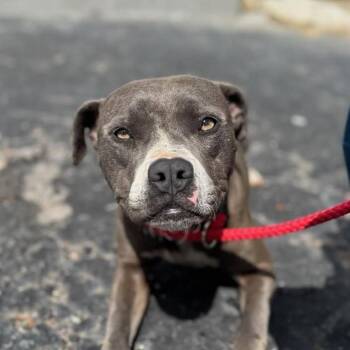 Pit Bull Terrier Dogs Available for Adoption - Magnolia | PetCurious