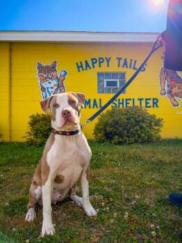 Grant -  Pit Bull Terrier Dog for Adoption in Monticello, Indiana - Grant | PetCurious