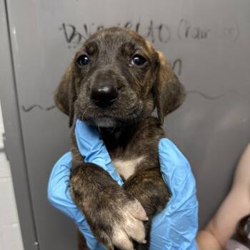 Black Mouth Cur and Treeing Walker Coonhound Dogs Available for Adoption in Hattiesburg, Mississippi - Aquarius | PetCurious