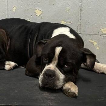 EEyore -  Pit Bull Terrier and Mixed Breed Dog for Adoption in West Memphis, Arkansas - EEyore | PetCurious