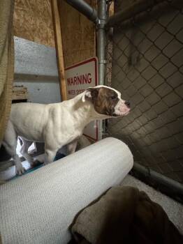 Rescue Pit Bull Terrier Dogs for Adoption in Kirkland, Washington - Sweet Pea - A Shy, Sweet, Submissive Girl! | PetCurious
