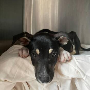 Thunder -  Mixed Breed Dog for Adoption in Columbus, North Carolina - Thunder | PetCurious