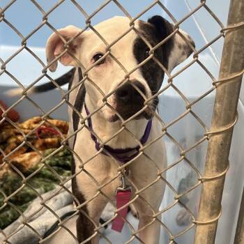 Coco -  Mixed Breed Dog for Adoption in Mentor, Ohio - Coco | PetCurious