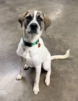 Tito -  Great Pyrenees Dog for Adoption in Indianapolis, Indiana - Tito | PetCurious