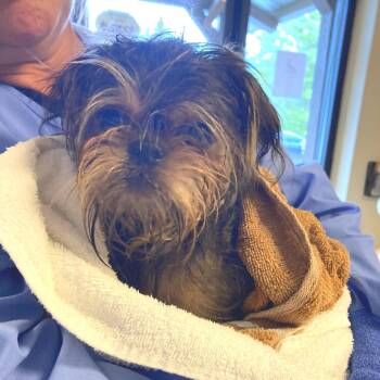 Grizzy -  Brussels Griffon Dog for Adoption in Blue Ridge, Georgia - Grizzy | PetCurious