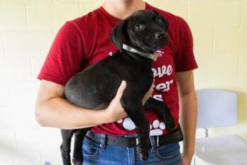 Stardust -  Mixed Breed Dog for Adoption in Kansas City, Missouri - Stardust | PetCurious