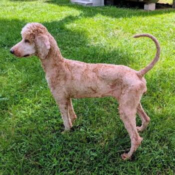 Noreen -  Standard Poodle Dog for Adoption in Houston, Texas - Noreen | PetCurious