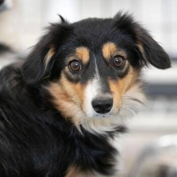 Hershey (JY26-94) -  Australian Shepherd Dog for Adoption in Peyton, Colorado - Hershey (JY26-94) | PetCurious