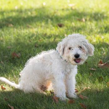 Butters -  Mixed Breed Dog for Adoption in Dearborn, Michigan - Butters | PetCurious