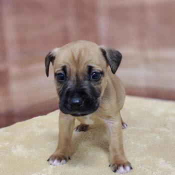 Labrador Retriever and Mixed Breed Dogs Available for Adoption - Andie | PetCurious