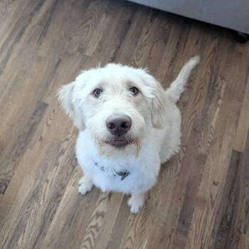 Darling Zack -  Labradoodle Dog for Adoption in Burlington, North Carolina - Darling Zack | PetCurious