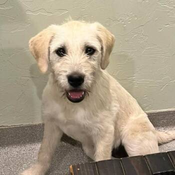 Greer -  Mixed Breed Dog for Adoption in Otisfield, Maine - Greer | PetCurious