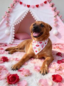 Daisy May -  Golden Retriever and Black Mouth Cur Dog for Adoption in Tonawanda, New York - Daisy May | PetCurious