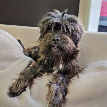 Terrier Dogs Available for Adoption in Shelby, North Carolina - Curly | PetCurious