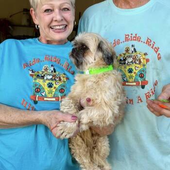 Oakley -  Shih Tzu Dog for Adoption in Park Falls, Wisconsin - Oakley | PetCurious