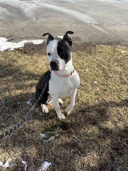 Terrier Dogs Available for Adoption - Daisy | PetCurious