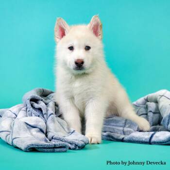 Polly -  Husky Dog for Adoption in Los Angeles, California - Polly | PetCurious