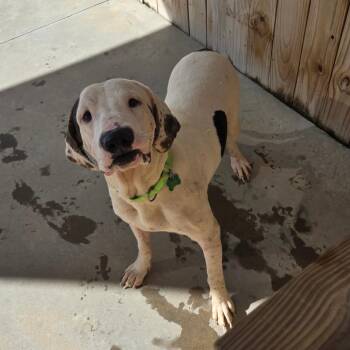 Bobby Joe -  Mixed Breed Dog for Adoption in Freeport, Florida - Bobby Joe | PetCurious