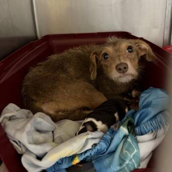 Ramsey -  Yorkshire Terrier and Chihuahua Dog for Adoption in Northbrook, Illinois - Ramsey | PetCurious