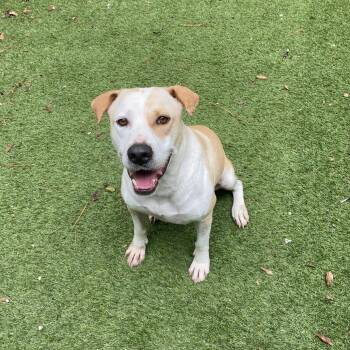Minnie -  Pointer and Terrier Dog for Adoption in Magnolia, Texas - Minnie | PetCurious