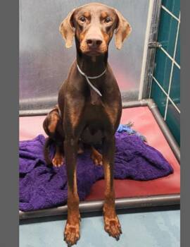Doberman Pinscher and Mixed Breed Dogs Available for Adoption - COOPER | PetCurious