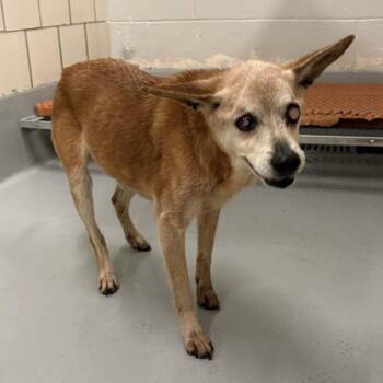 Mixed Breed and Beagle Dogs Available for Adoption in Savannah, Georgia - Finster | PetCurious