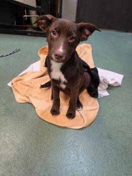 Choco -  Shepherd Dog for Adoption in Williamsport, Pennsylvania - Choco | PetCurious