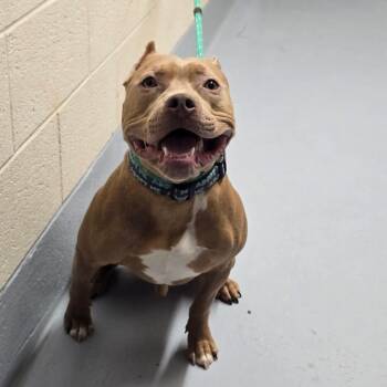 Groot -  Pit Bull Terrier and Mixed Breed Dog for Adoption in Concord, North Carolina - Groot | PetCurious