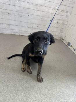 SUGAR -  German Shepherd Dog and Mixed Breed Dog for Adoption in San Bernardino, California - SUGAR | PetCurious