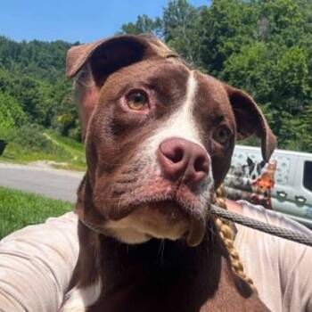 Hennessy (20260824-03) -  American Bulldog and Labrador Retriever Dog for Adoption in Niagara Falls, Ontario - Hennessy (20260824-03) | PetCurious