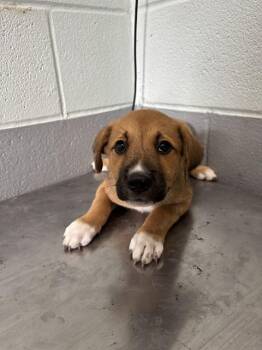 SNAP -  Labrador Retriever and German Shepherd Dog Dog for Adoption in Corpus Christi, Texas - SNAP | PetCurious
