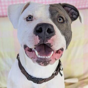 Scott -  Terrier Dog for Adoption in North Syracuse, New York - Scott | PetCurious