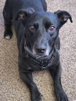 Captain -  Black Labrador Retriever and Basset Hound Dog for Adoption in Huntley, Illinois - Captain | PetCurious