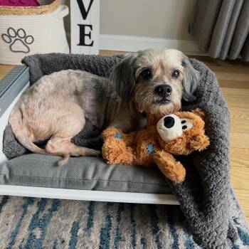Ziggy - The Velcro Pup -  Shih Tzu Dog for Adoption in Carolina, Carolina - Ziggy - The Velcro Pup | PetCurious