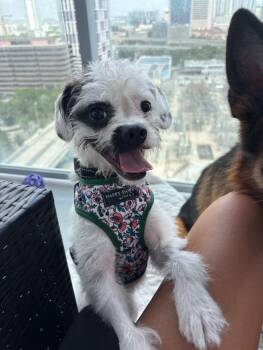 Wiggles -  Mixed Breed Dog for Adoption in Miami, Florida - Wiggles | PetCurious