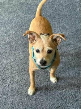 Peppi -  Mixed Breed Dog for Adoption in Conesus, New York - Peppi | PetCurious
