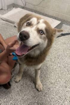 Cinnabar -  Siberian Husky and Mixed Breed Dog for Adoption in Kansas City, Missouri - Cinnabar | PetCurious