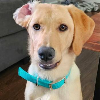 Rayton -  Golden Retriever and Labrador Retriever Dog for Adoption in Wadena, Minnesota - Rayton | PetCurious