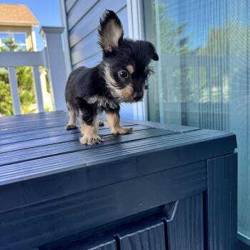 Binx -  Terrier Dog for Adoption in Gainesville, Virginia - Binx | PetCurious