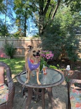 Sage -  Chihuahua Dog for Adoption in Columbus, Ohio - Sage | PetCurious