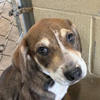 Nutmeg -  Hound Dog for Adoption in Bronson, Florida - Nutmeg | PetCurious
