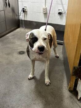 DIXIE -  Pit Bull Terrier Dog for Adoption - DIXIE | PetCurious