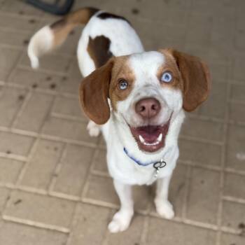 Beagle and Brittany Spaniel Dogs Available for Adoption - Toffee | PetCurious